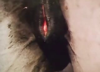 Two horses fucking ionately here
