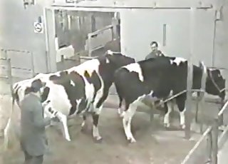 Dude watches cows fuck on camera
